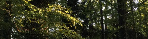 Gebetsfahnen im Wald — Achtsamkeit