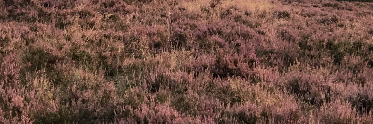 Blühende Heidelandschaft — Ruhe und Reflexion