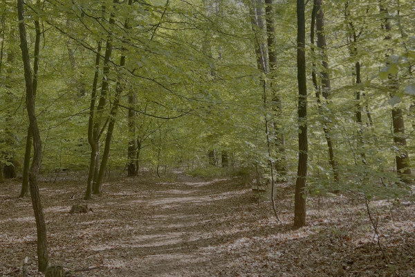 Bewegung in der Natur