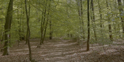 Bewegung in der Natur